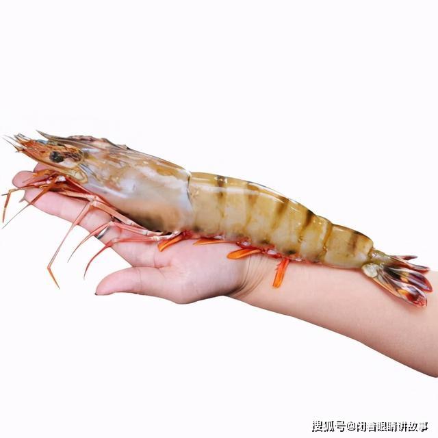跟手臂一样长的亚洲虎虾,为啥到了美国就让美国人无奈了?