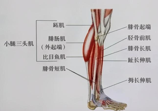 小腿前部肌肉图片