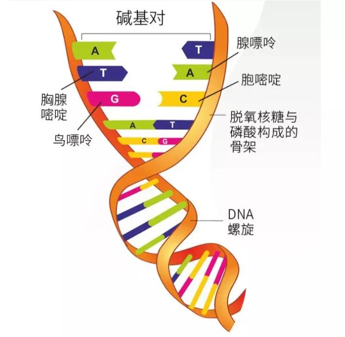 双链DNA平面图图片