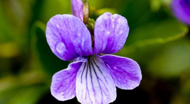 农村田地里这种野草,开出来的花是紫色的,你知道它的名字吗?