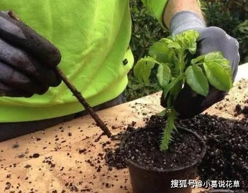 常備藥阿司匹林用作養花改善土壤移栽殺菌驅蟲插花保鮮