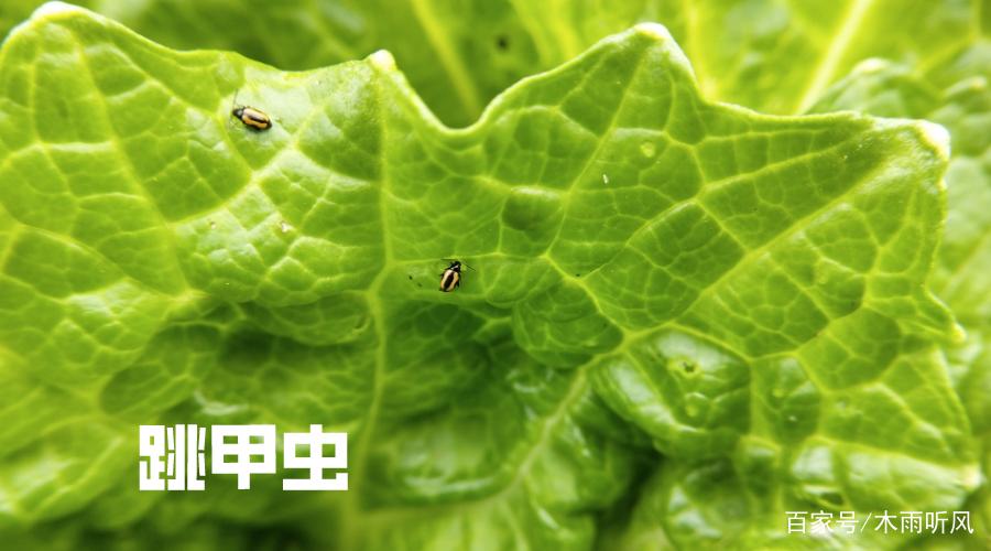 白菜跳甲虫是怎样的害虫,如何防止?用什么农药效果好?