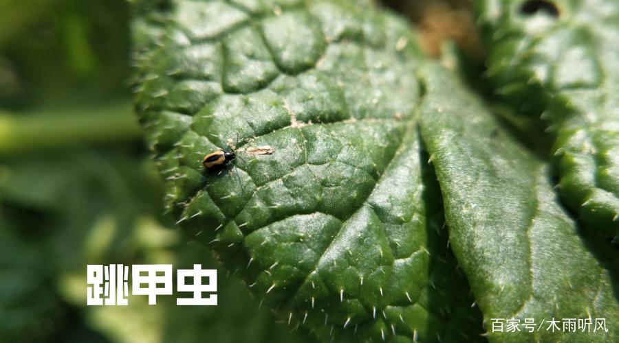 白菜跳甲虫是怎样的害虫,如何防止?用什么农药效果好?