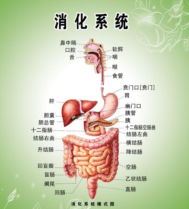 胃的毗邻图片