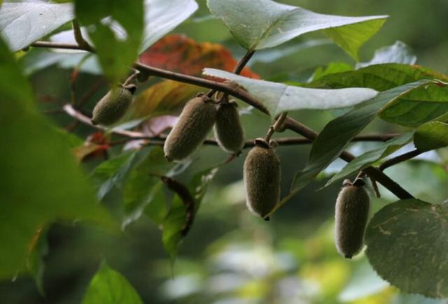 野生植物野冬瓜图片