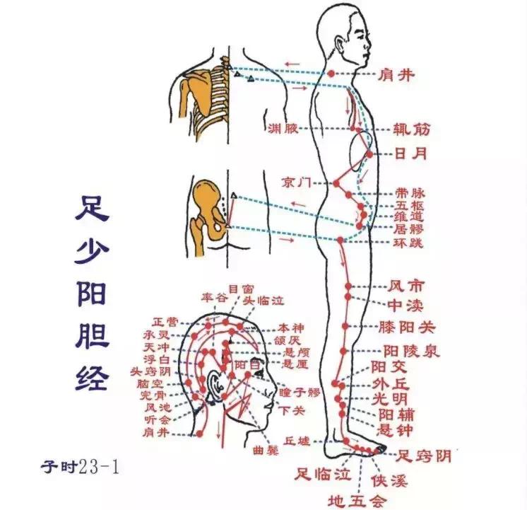 女人大腿粗,胆经一定堵!胆经一通,万病无踪!