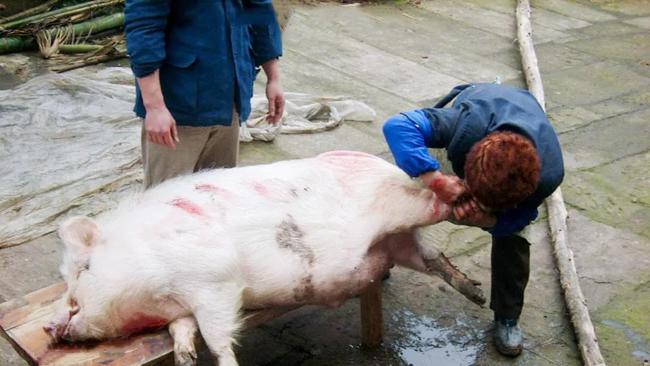 农村杀猪的看上去很强壮,为什么他们的寿命却很短?四大原因!