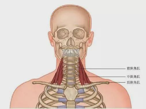 斜角肌是长在颈部侧面深层的一组肌肉,在身体里分为前斜角肌,中斜角肌