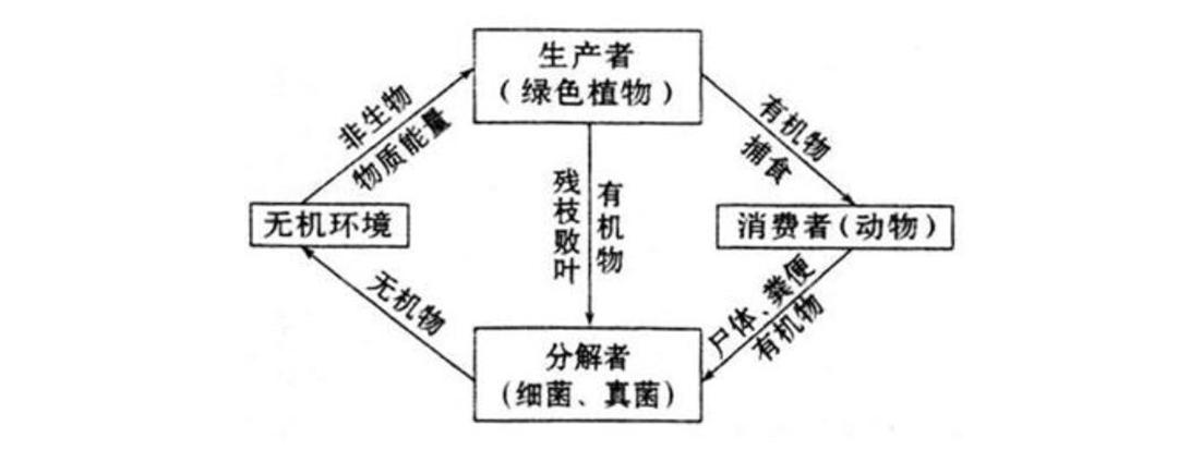 生产者消费者分解者图片