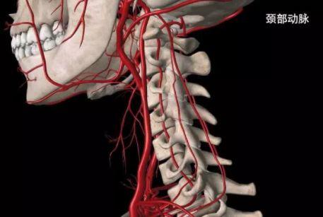 動脈血液無法順暢疏鬆到大腦,脖子周圍的神經叢受到擠壓,導致手臂麻痺