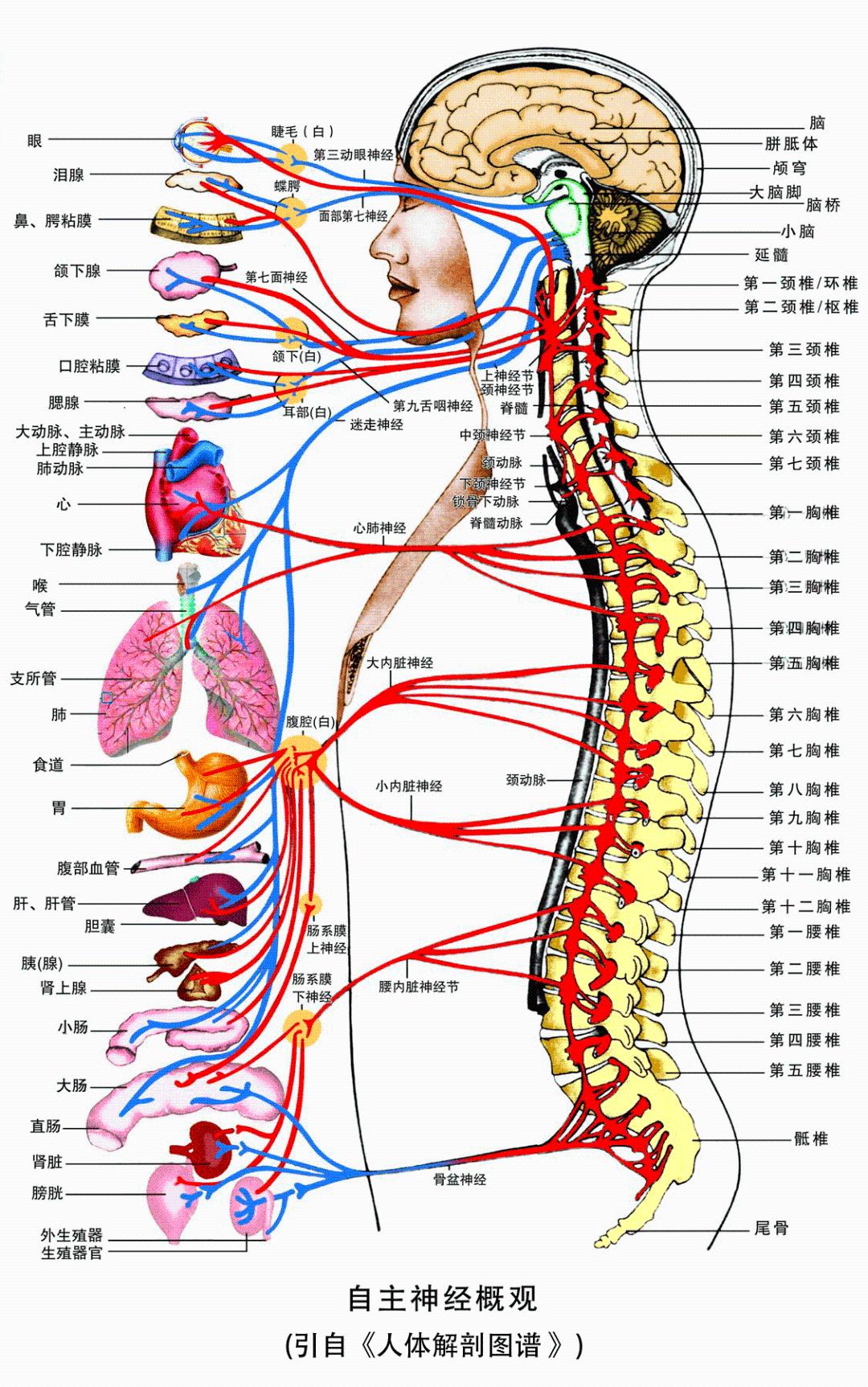 腹部神经支配区域图图片