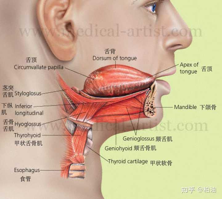  舌頭分為幾部分_舌頭分為幾種圖片