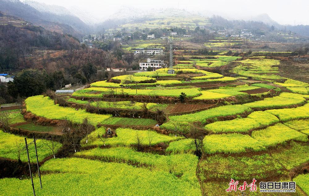 碧口油菜花图片