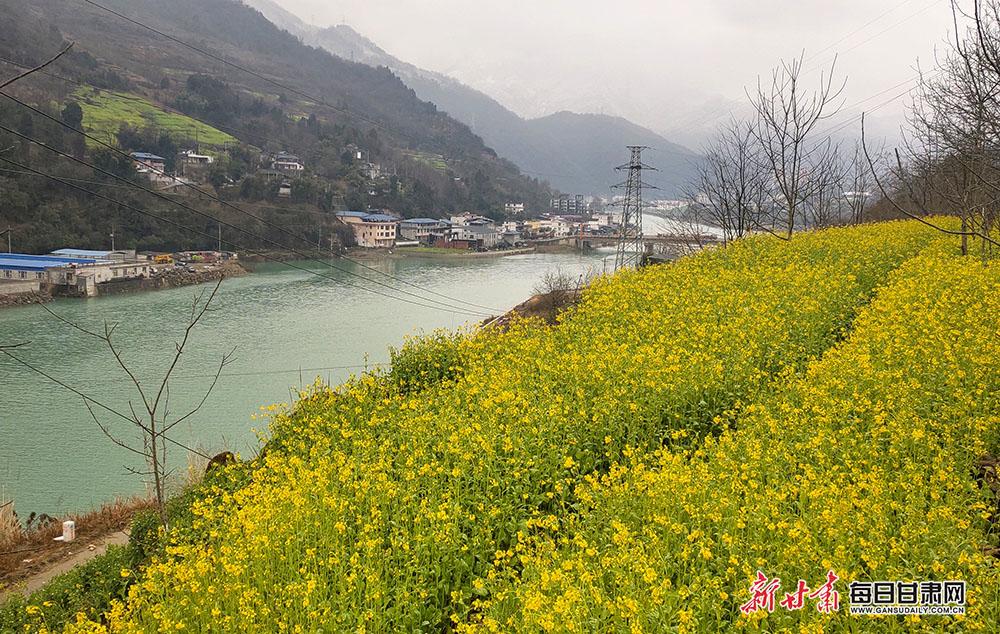 碧口油菜花图片