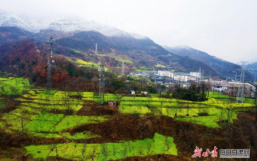 碧口油菜花图片