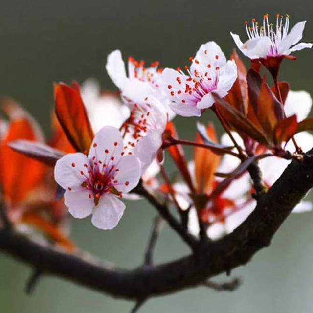 梗長細弱 花開成簇貼梗海棠花豔橙紅 梗短或無 種屬木瓜櫻花葉形略細