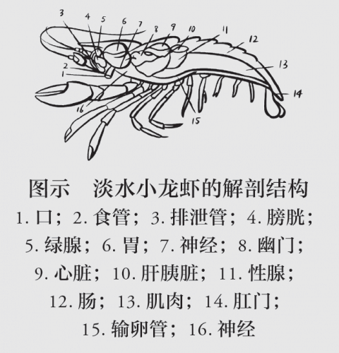 鳌虾解剖图图片