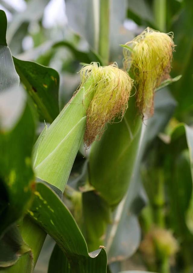 2020禹州菜園街點炮價錢 - 未來網