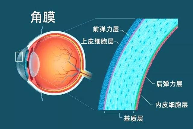 角膜剖面图图片