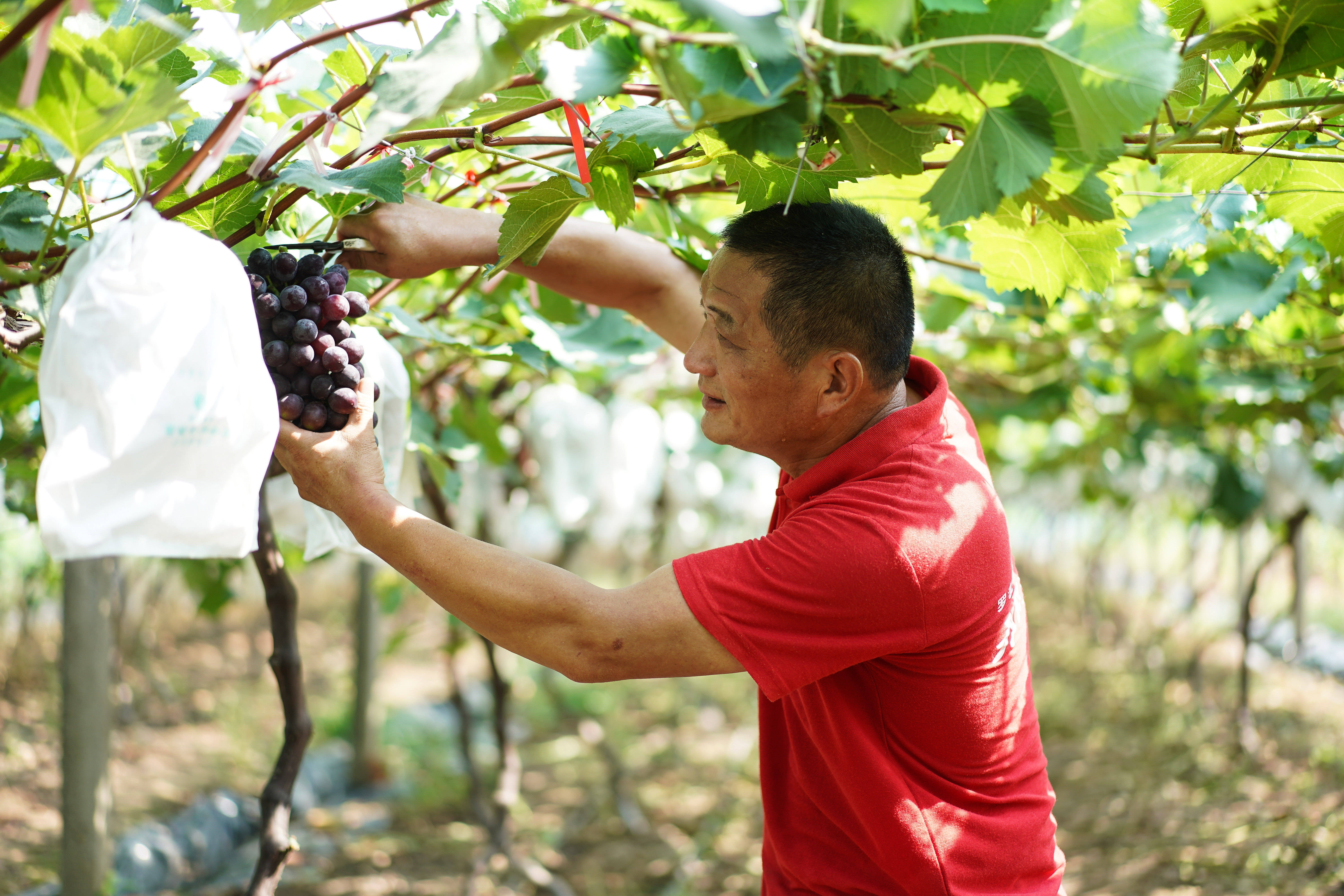 7月14日,靖江市城南办事处中桥村果农陈履平收获成熟的葡萄