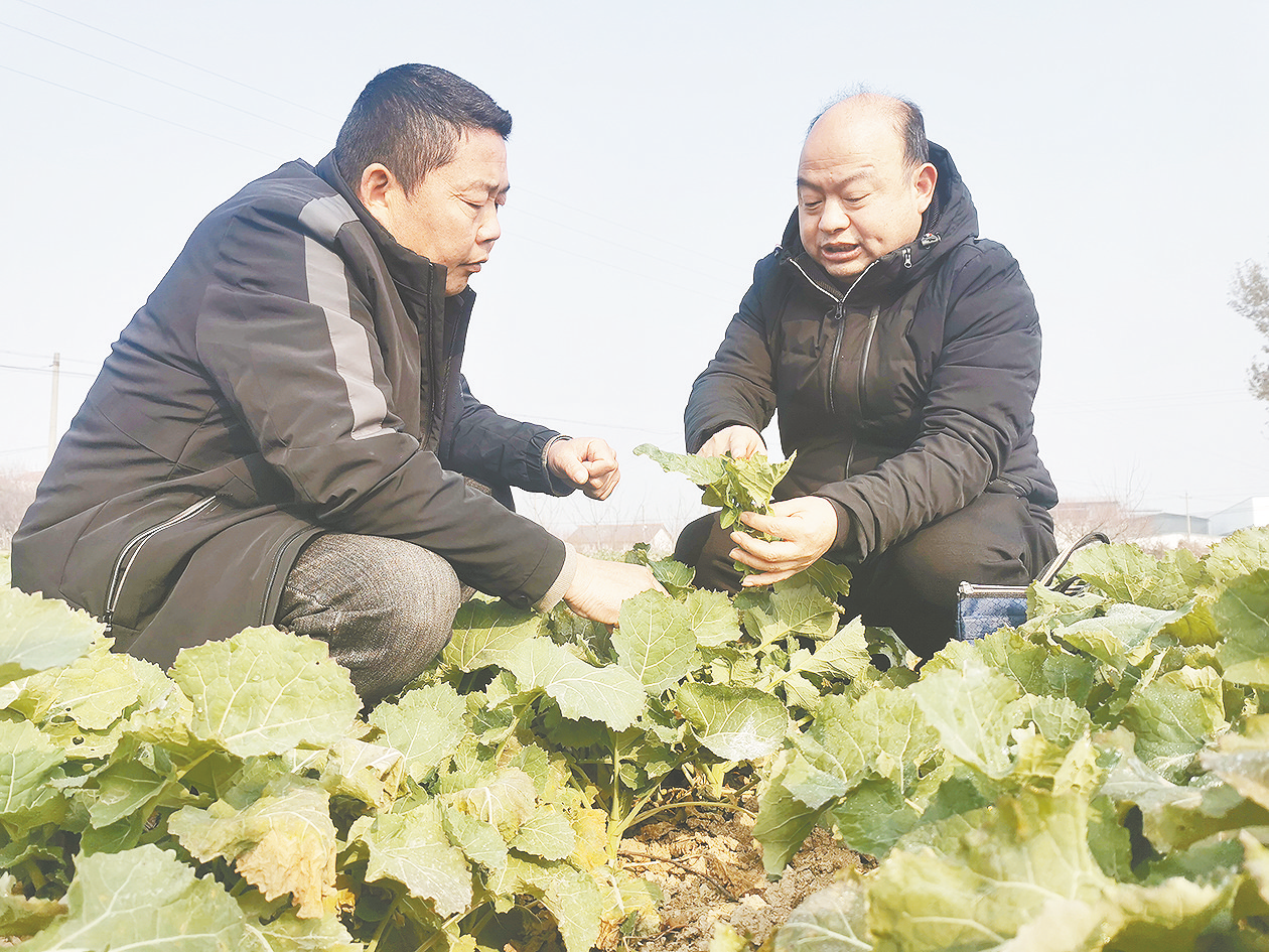 苗万春图片图片