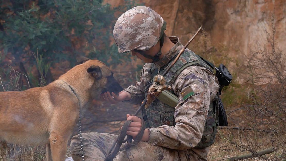 該旅作訓科參謀介紹,通過組織此次多樣化的軍犬訓練,不僅檢驗了軍犬