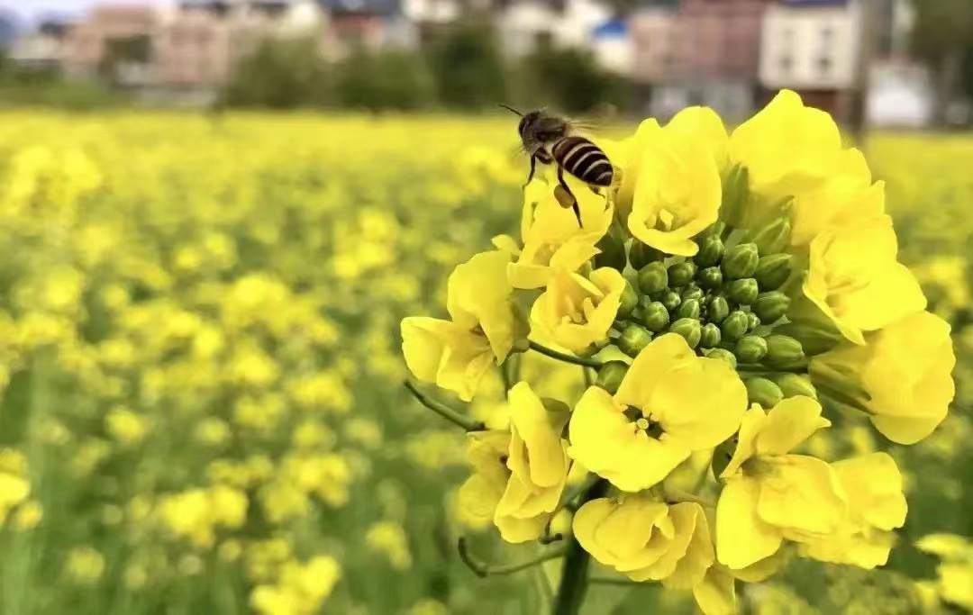 贵港油菜花基地图片