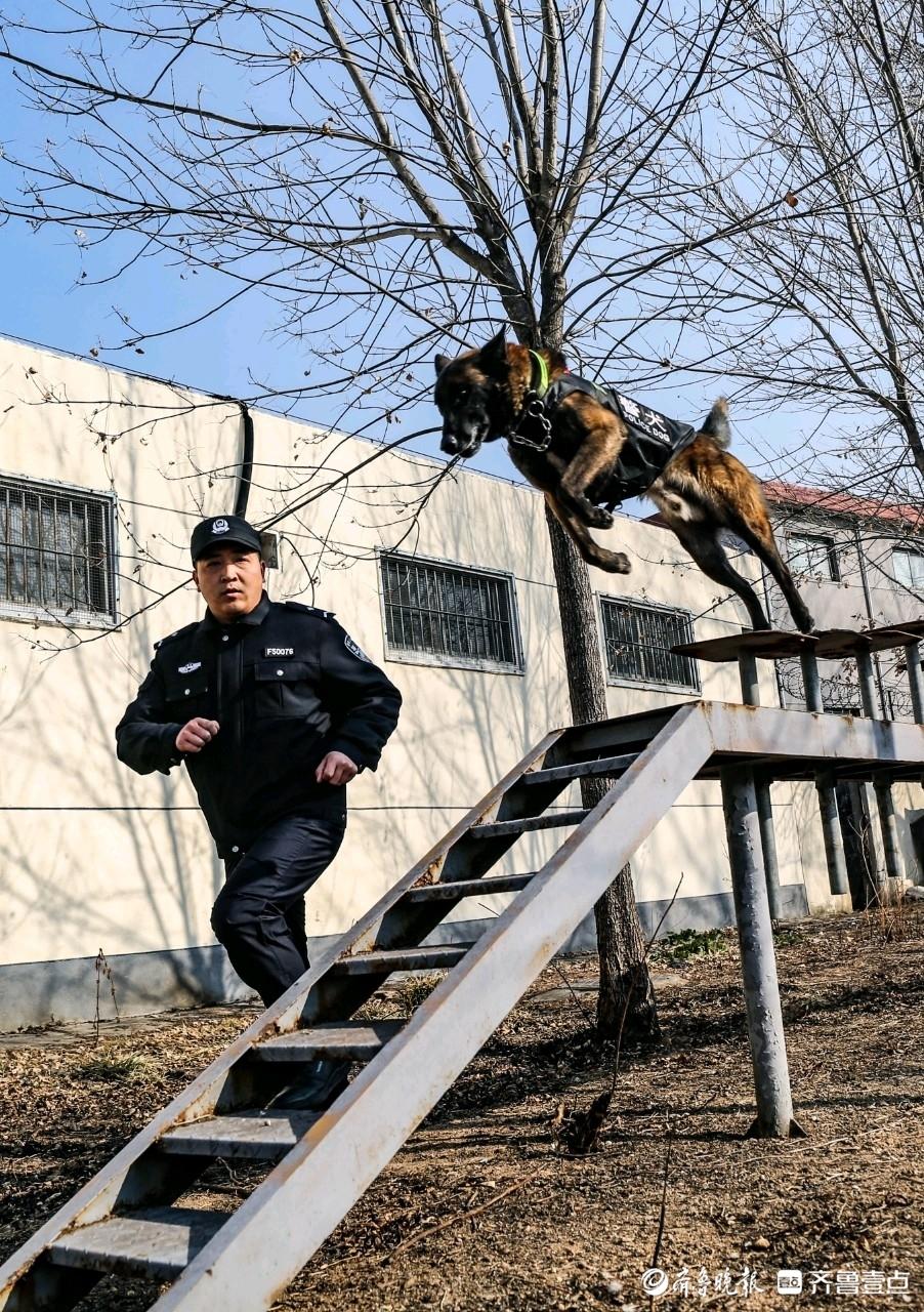 警犬冬练提升警犬综合能力保平安