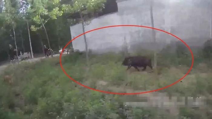 村民家黑猪受惊“不翼而飞”，砀山警方一小时后在草丛寻回