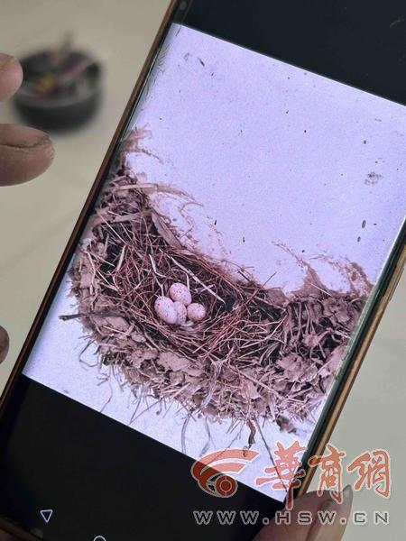 拆迁在即 村民牵挂自家屋檐下的燕子宝宝怎么办