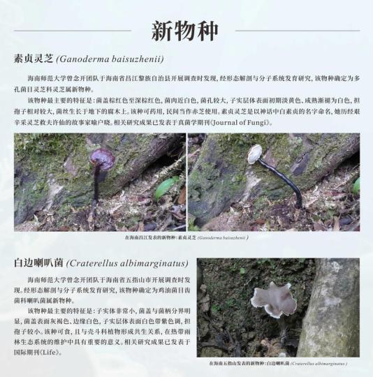 海南发现2个全球新物种